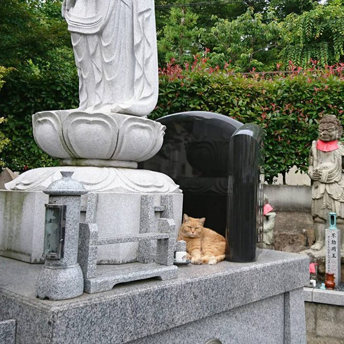 ペット霊園内でくつろぐ地域猫たち3