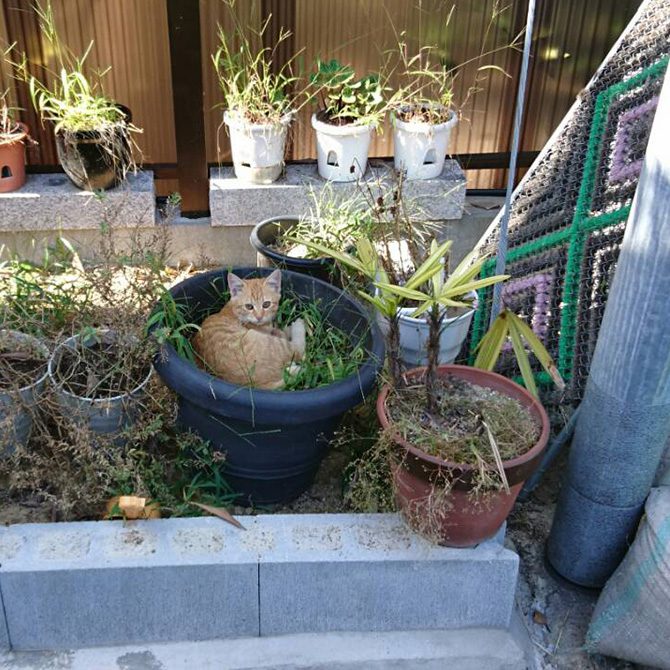 ペット霊園内でくつろぐ地域猫たち4