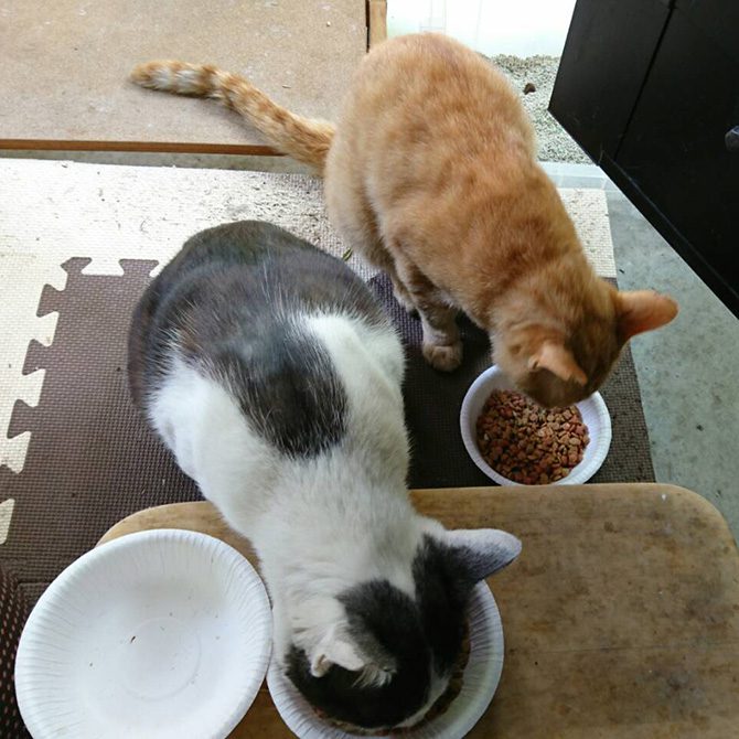ペット霊園内で食事を楽しむ地域猫たち2