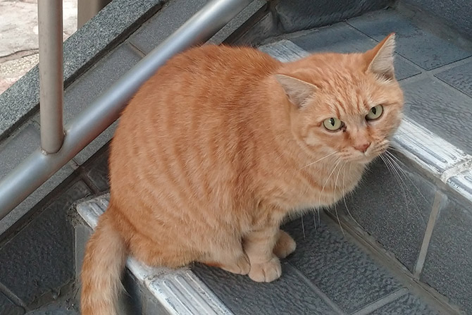 泰聖寺の保護猫（寺猫）、ぶーにゃん