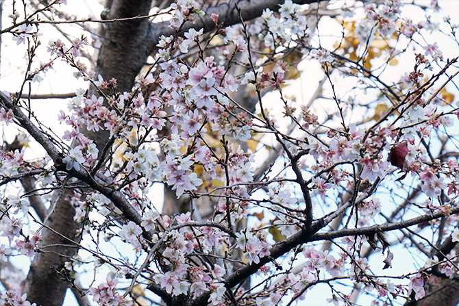 境内の寒桜