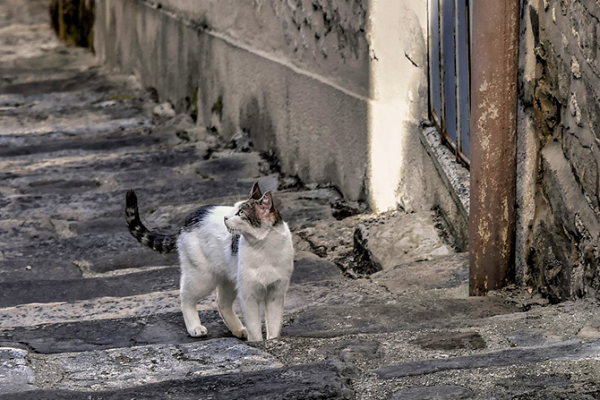 保護猫