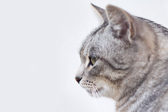 増加するペットの飼育放棄に関する特集のご紹介