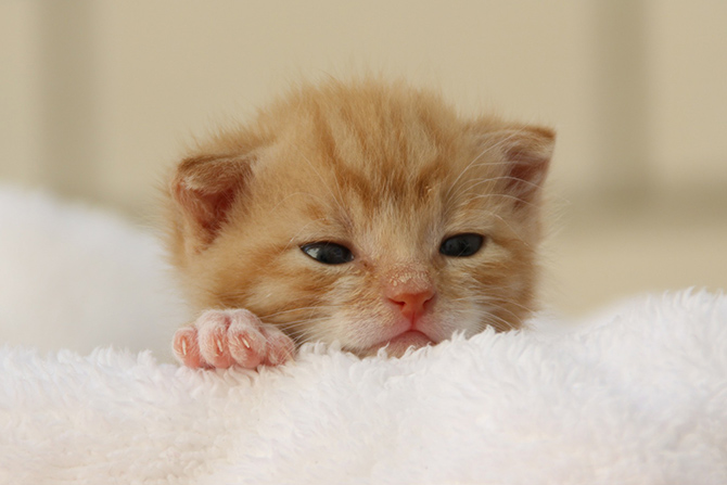 タオルの上で休む子猫