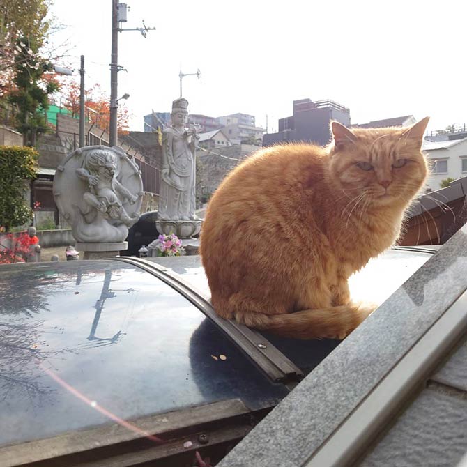 当霊園に遊びに来る保護猫たち1