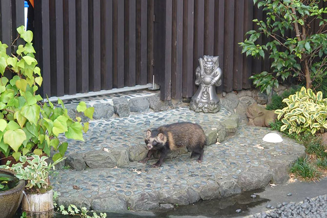 泰聖寺に現れるタヌキ2