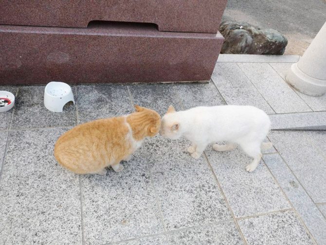 皆様のペットを供養する月例法要を令和6年2月21日午後3時半よりおこないます。