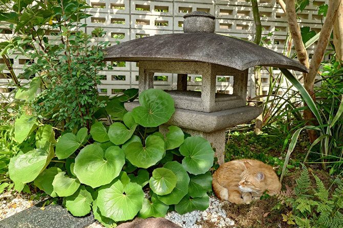 令和6年6月 ペット供養月例法要のお知らせ