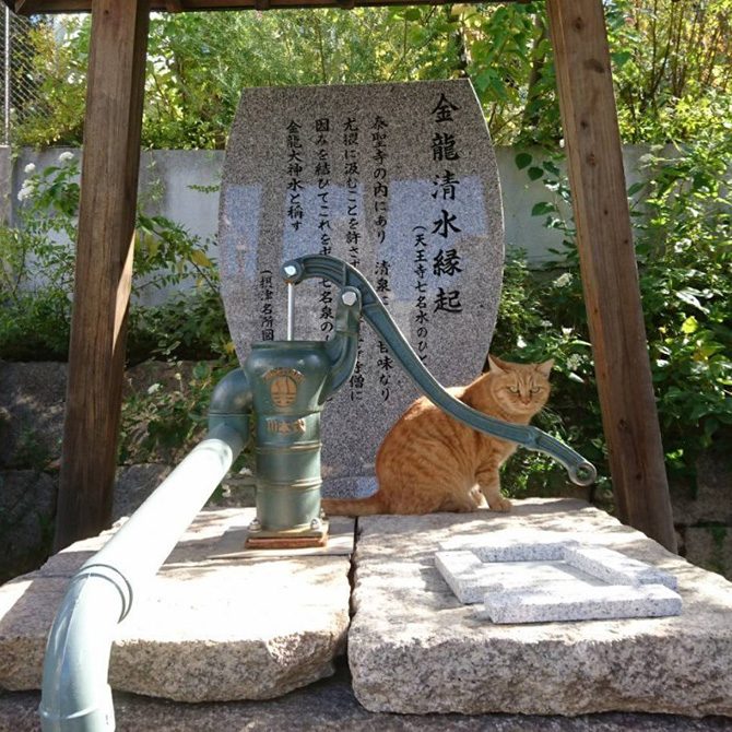 皆様のペットを供養する月例法要を令和7年2月21日午後3時半よりおこないます。