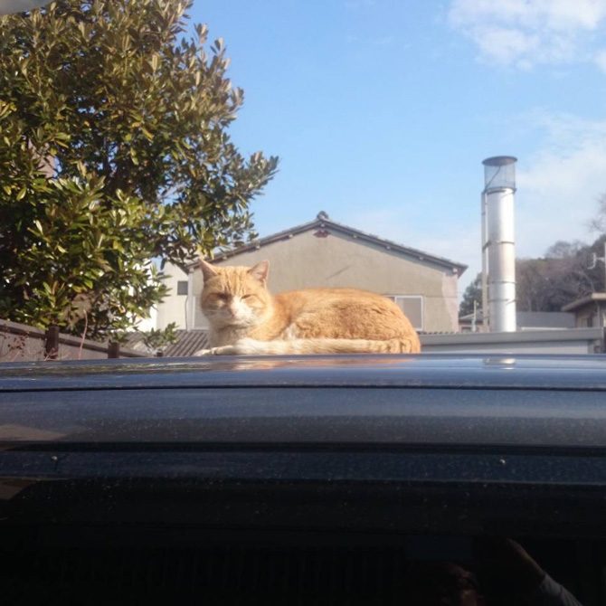 皆様のペットを供養する「月例法要」を令和8年1月21日午後3時半より実施します。