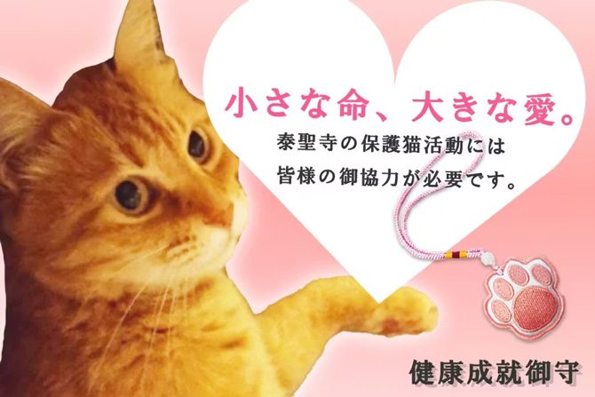 【第2弾】つなぐいのち。保護猫たちの未来を支える応援プロジェクト