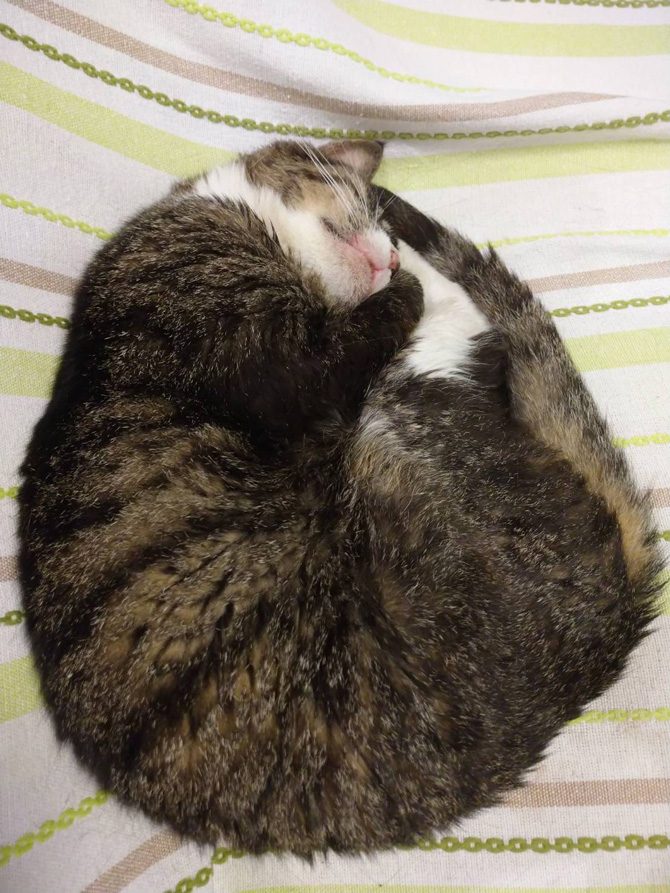 皆様のペットを供養する「月例法要」を令和8年3月21日午後3時半より実施します。