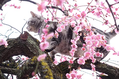 地域動物の保護