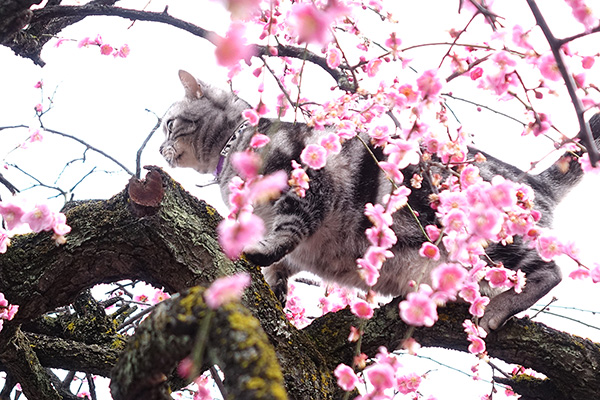 去勢手術も含めた地域の動物保護